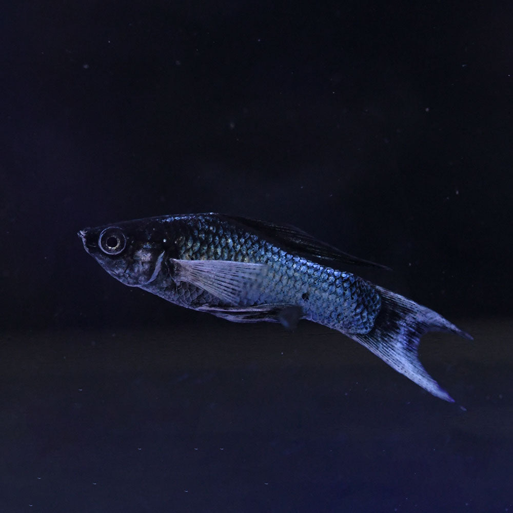 Blue Electric Molly