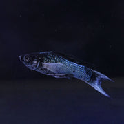 Blue Electric Molly