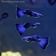 Blue Moscow Guppy