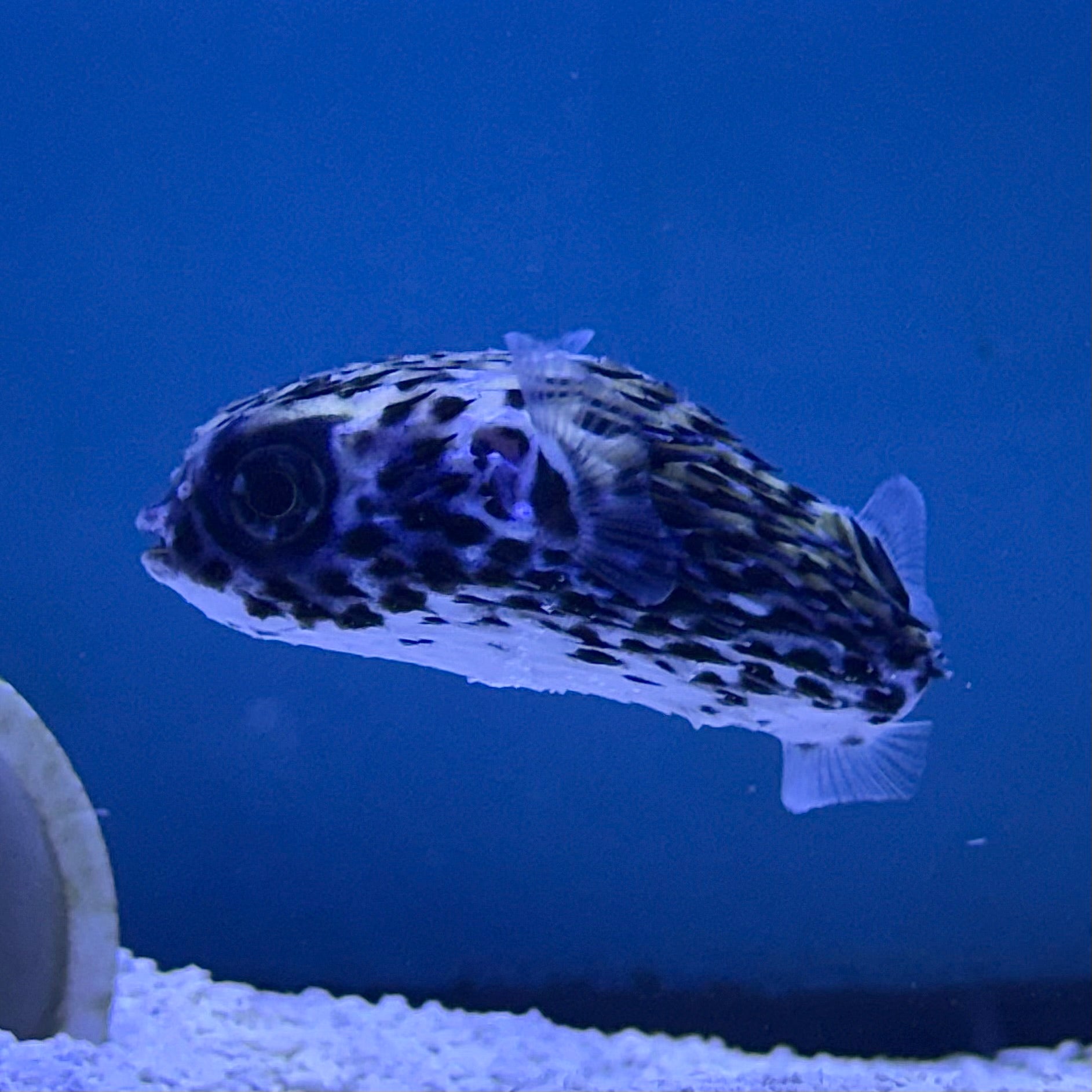 Blue Porcupine Puffer