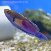 Blue Sided Fairy Wrasse (Asia Pacific)