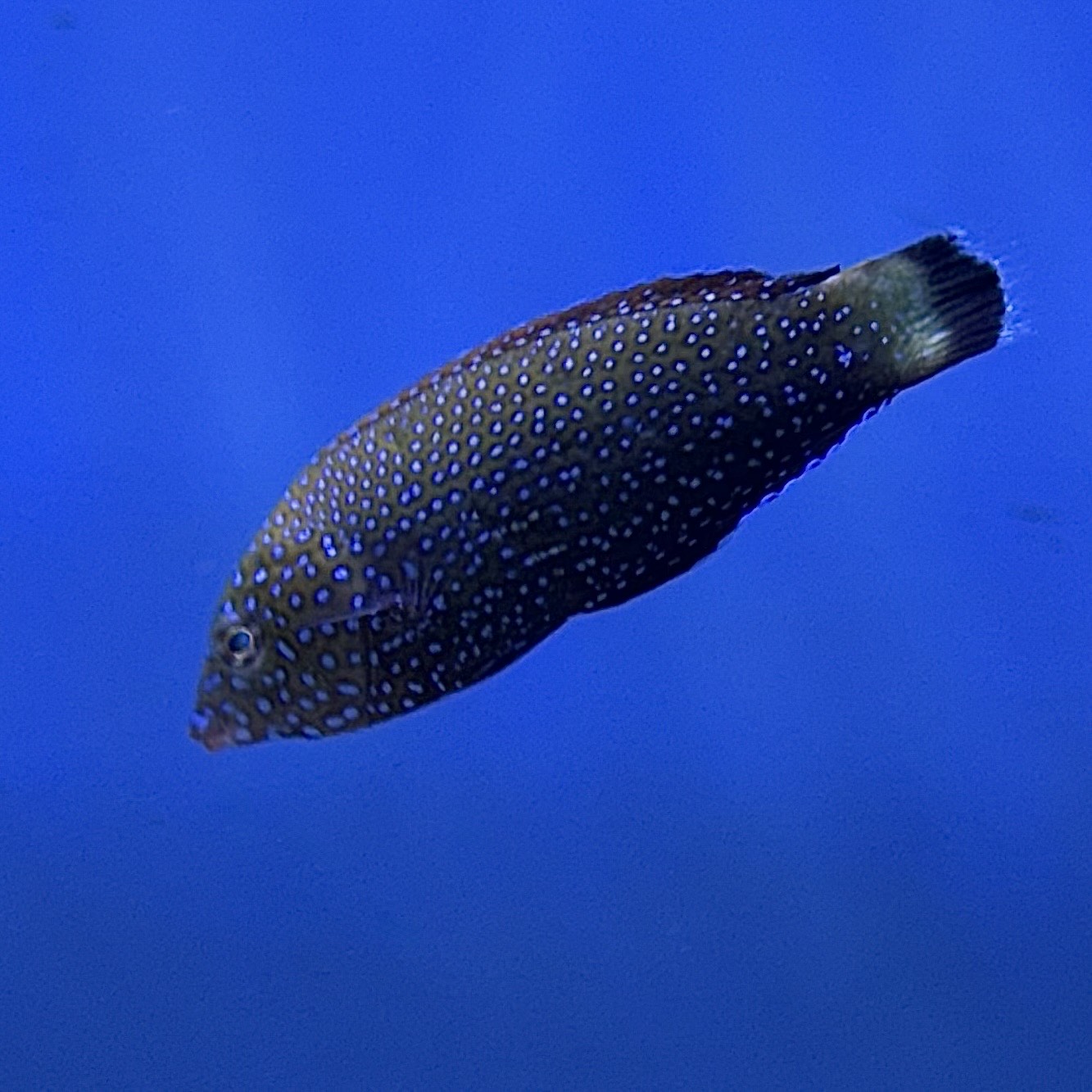 F-NN-011426-1