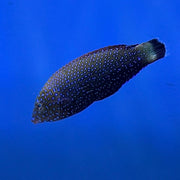 F-NN-011426-1