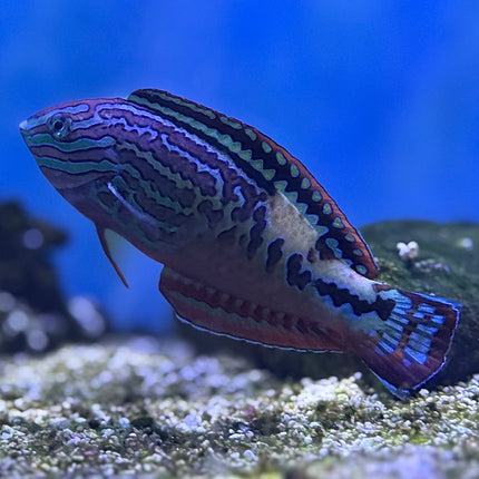 Macropharyngodon bipartitus