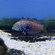Blue Star Leopard Wrasse - Female