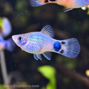 Blue Mickey Mouse Platy