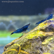 Blue Velvet Shrimp