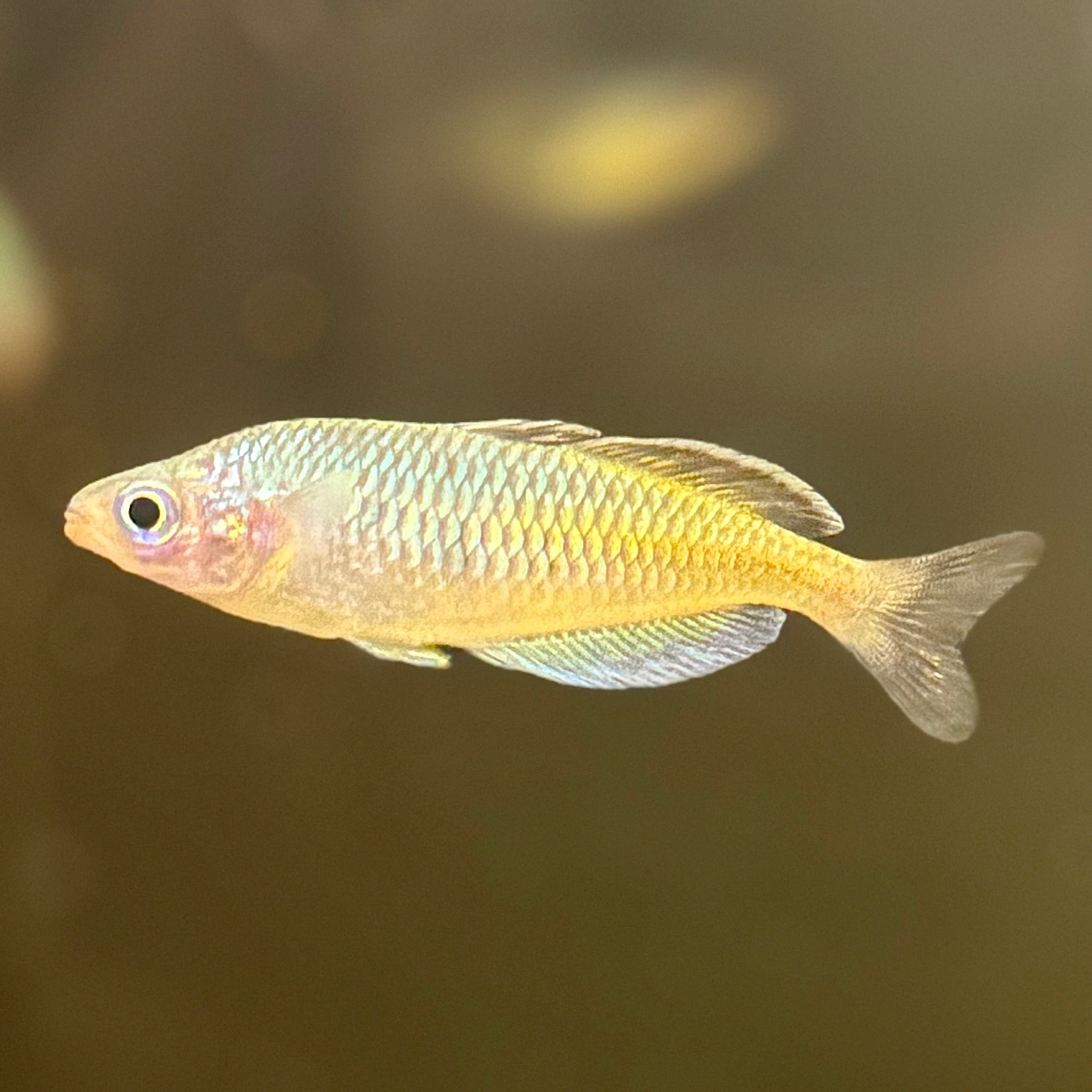 Boesemani Rainbowfish