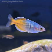 Boesemani Rainbowfish