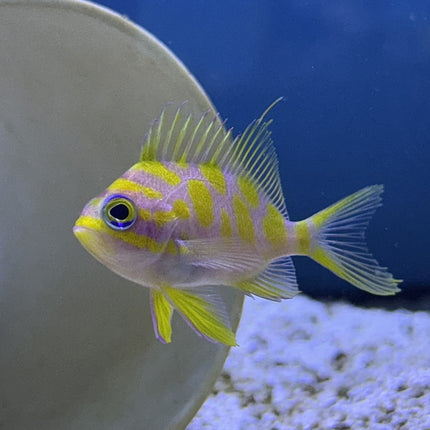 Borbonius Anthias (Indian Ocean)