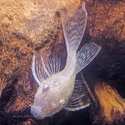 Brushmouth Albino Longfin Pleco (L144)
