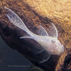 Brushmouth Albino Longfin Pleco (L144)