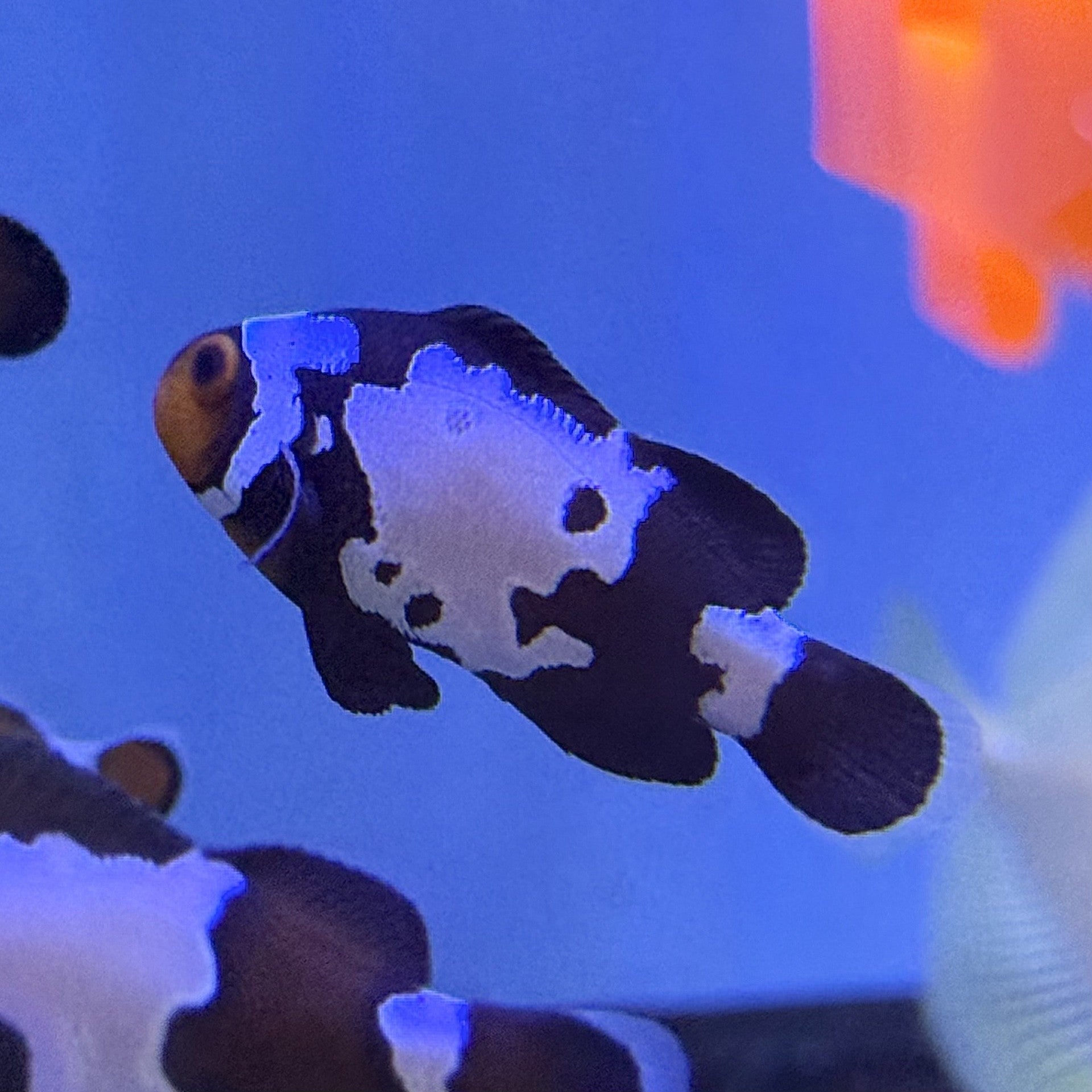 Bullet Hole Clownfish (Tank Raised)