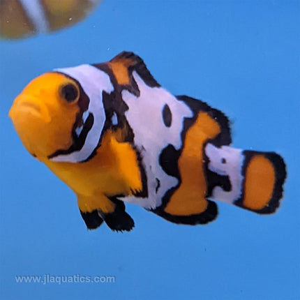 Proaquatix Bullet Hole Clownfish - Tank Raised