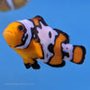 Proaquatix Bullet Hole Clownfish - Tank Raised