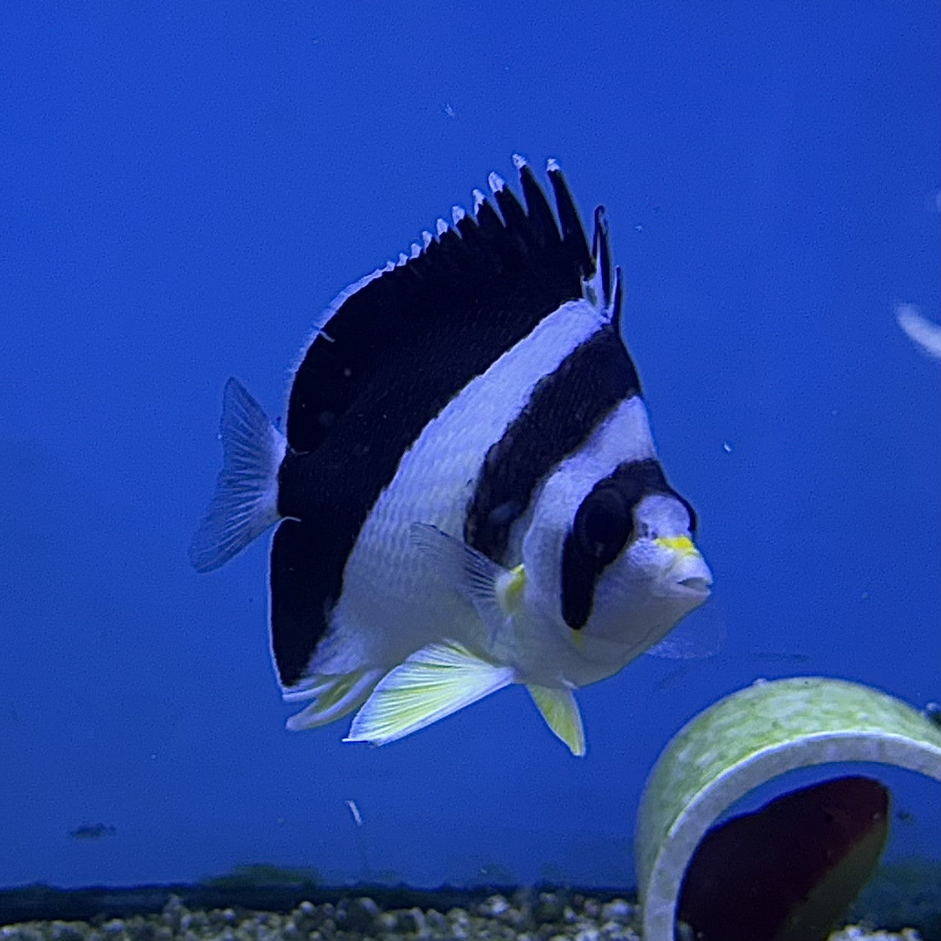 Burgess Butterfly (Asia Pacific)