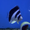 Burgess Butterfly (Asia Pacific)