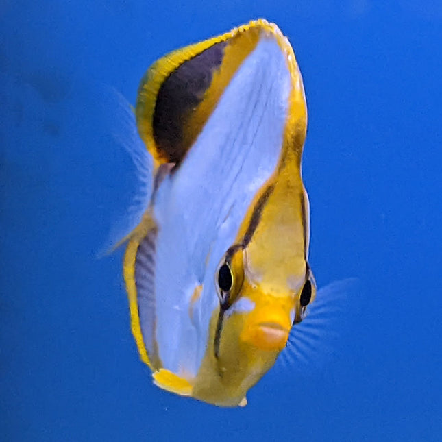 Yellow Head Butterflyfish