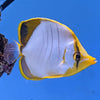 Yellow Head Butterflyfish