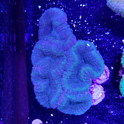 Brain Coral - Lobophyllia