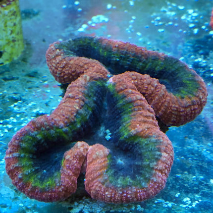 Brain Coral - Lobophyllia (Ultra)