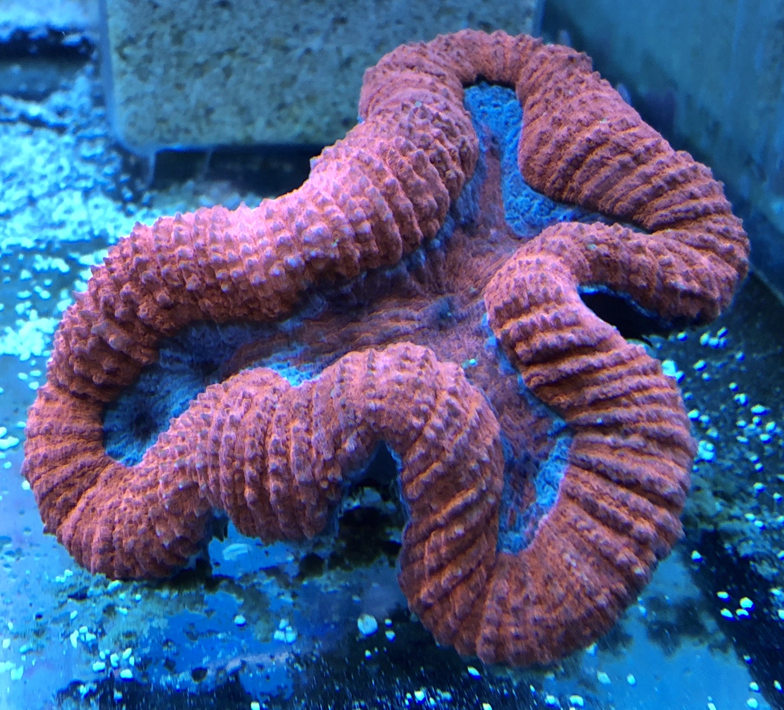 Brain Coral - Lobophyllia (Ultra)