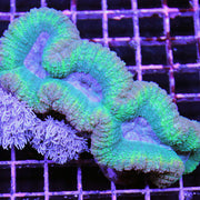 Brain Coral - Lobophyllia (Ultra) (Australia)