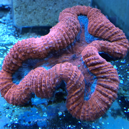 Brain Coral - Lobophyllia (Ultra) (Australia)
