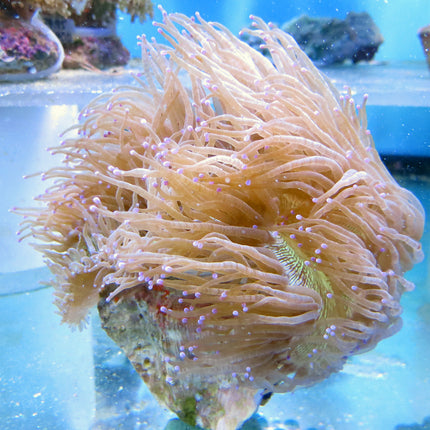 Elegance Coral (Ultra)