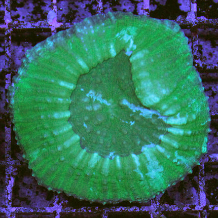 Scolymia Coral - Green