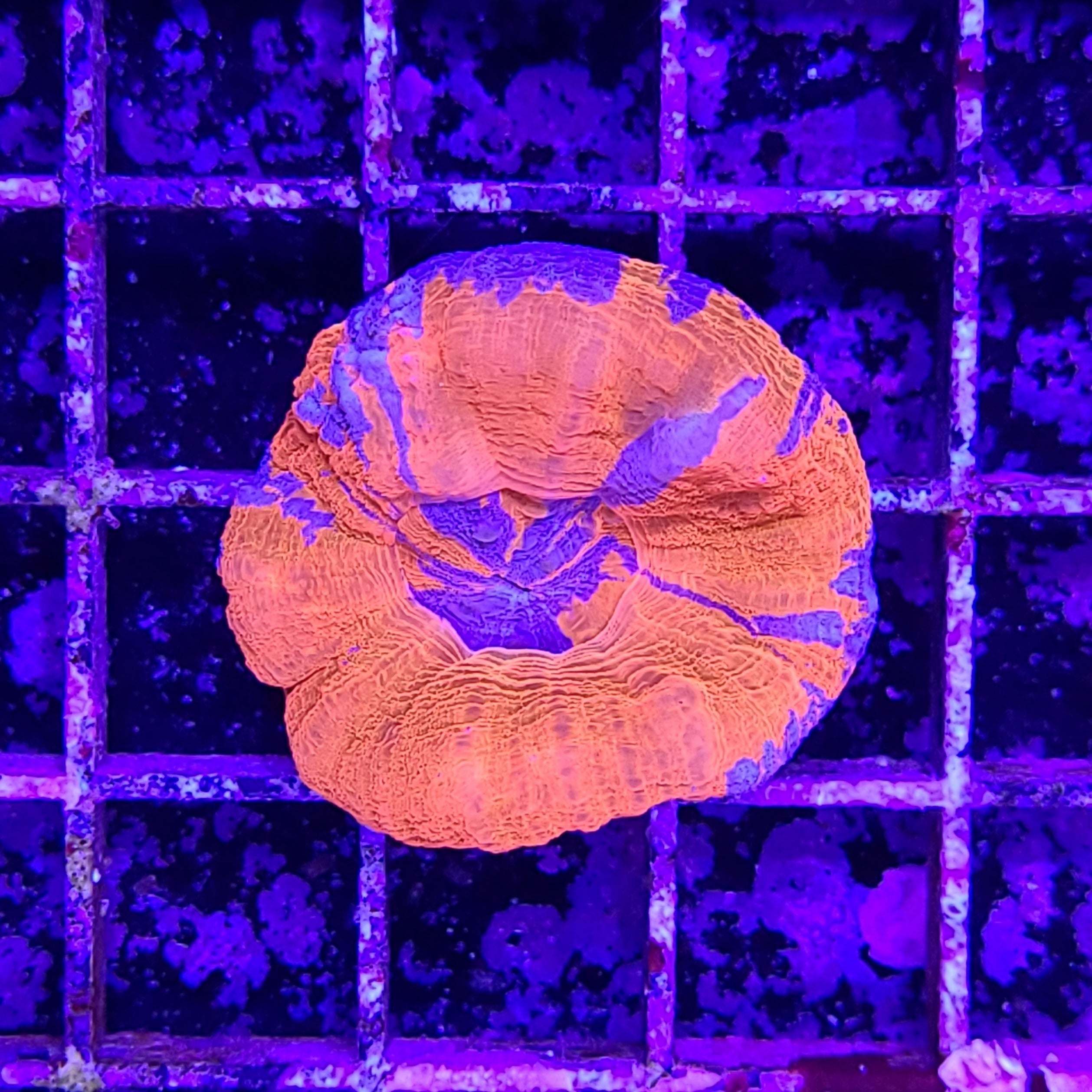 Scolymia Coral - War Paint