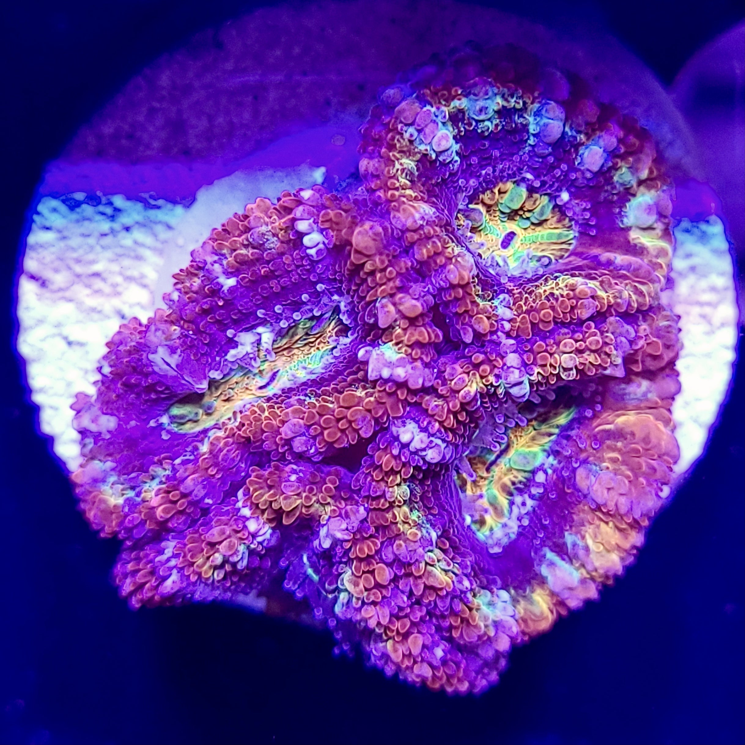 Micromussa - Assorted Ultra