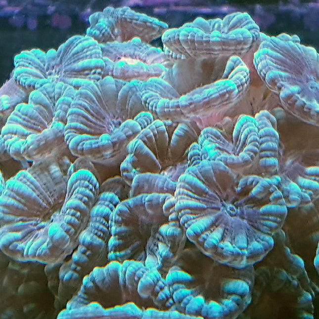 Buy Candy Cane - Green/Teal at www.jlaquatics.com