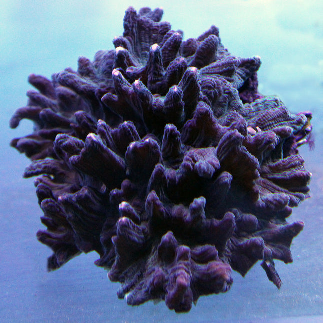 Pectinia/Spiny Cup Coral