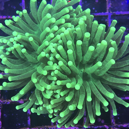 Torch Coral - Green