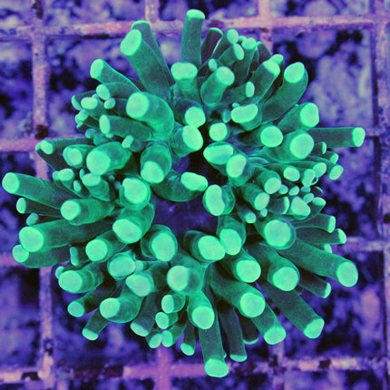 Torch Coral - Green