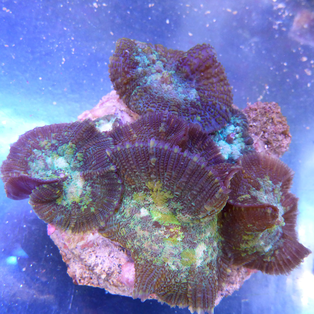 Furry Green/Purple Mushroom | JLAquatics Canada – J&L Aquatics Ltd.