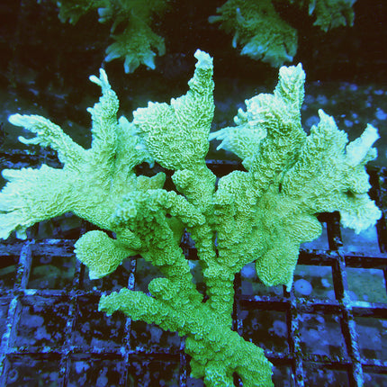 Montipora - Elkhorn