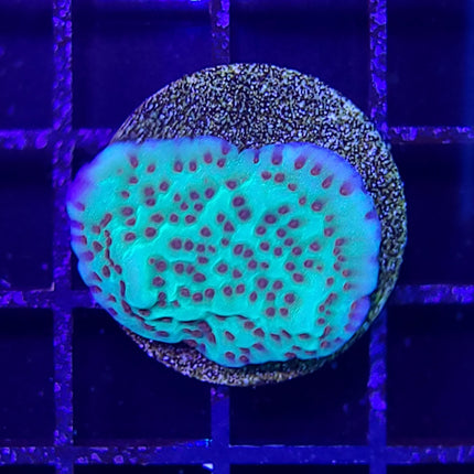 Montipora - Jedi Mind Trick