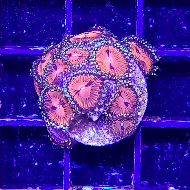 Bloodsucker Zoa