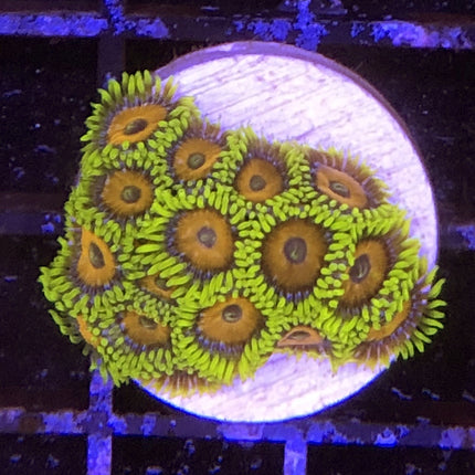 Eagle Eye Zoa