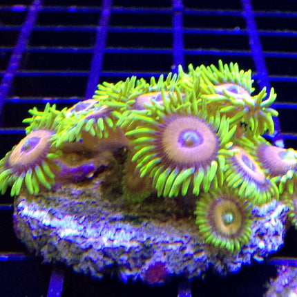 Eagle Eye Zoa