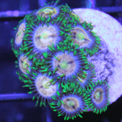 Laser Lemon Zoa