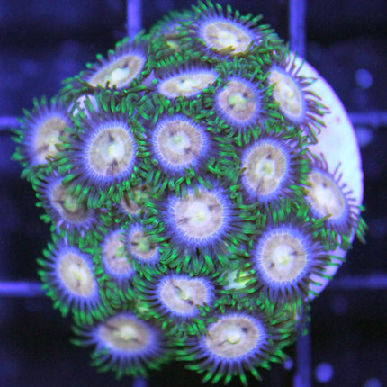 Laser Lemon Zoa