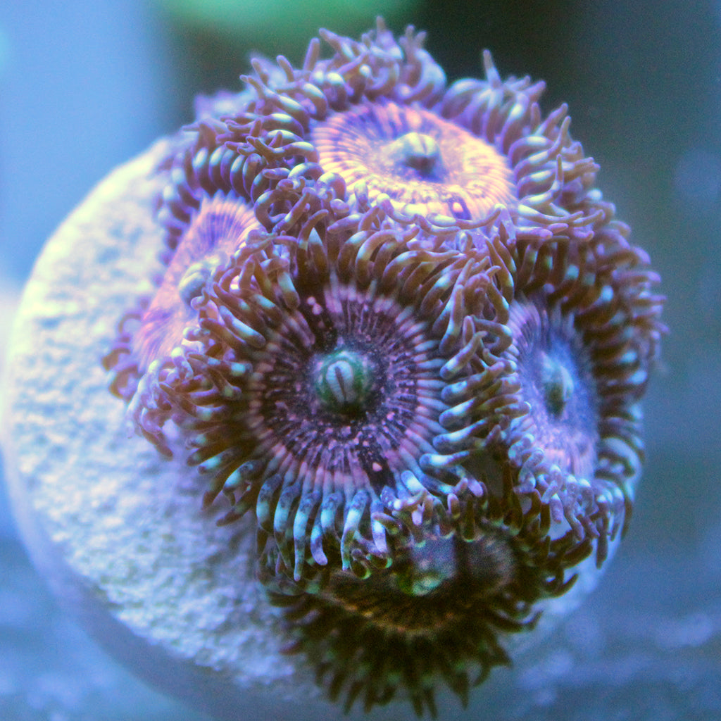 Pink Zipper Zoa | JLAquatics Canada – J&L Aquatics Ltd.