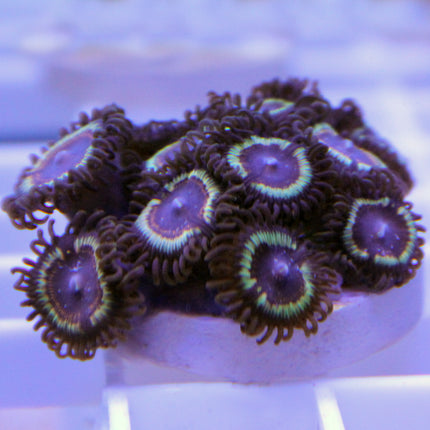 Vampire Eye Zoa