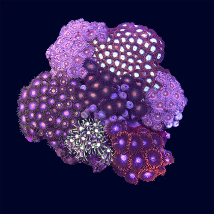 Zoa - Garden - A28