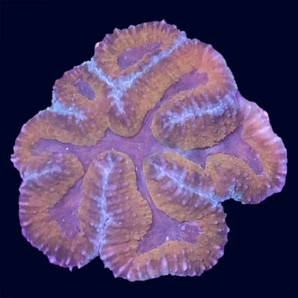 Lobophyllia - Multicolor - B14