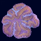 Lobophyllia - Multicolor - B14