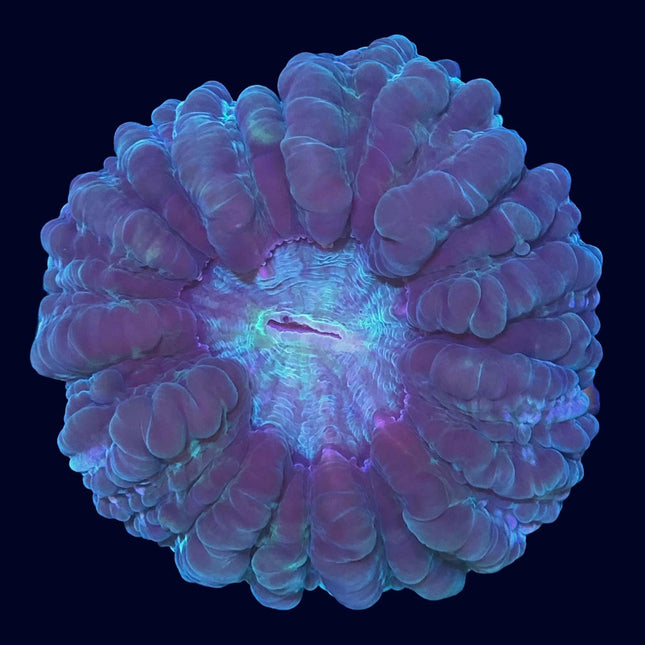 Modern/Cynarina - Multicolored - C68